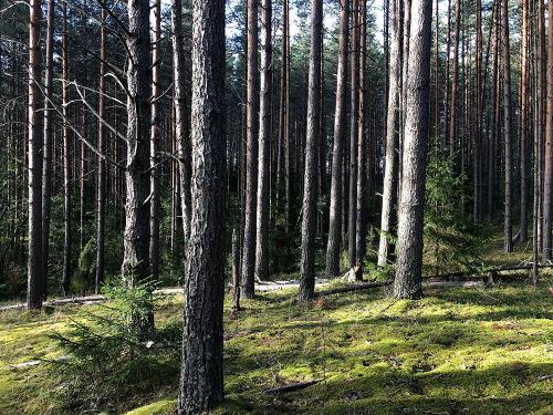 Beautiful Taiga forest at Novgorod region Russia 