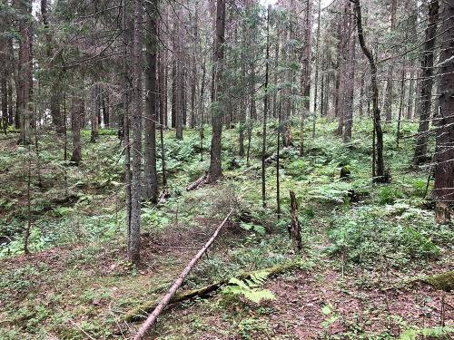 Borovno taiga forests
