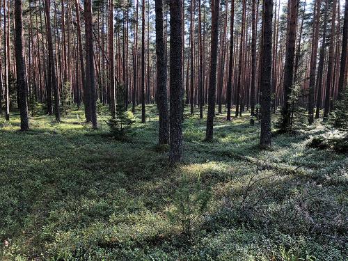 Taiga forest near Medveditsa river