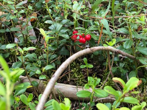 Lingonberries growing in the forest